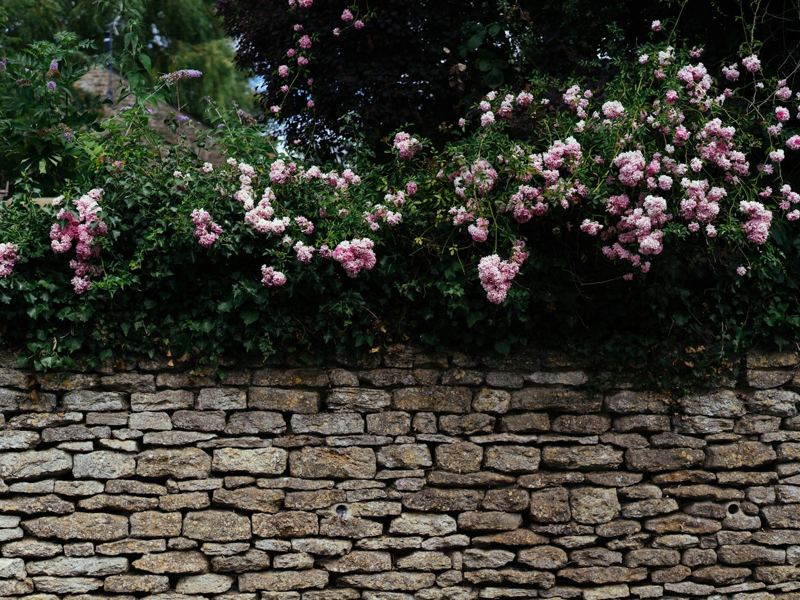 Pink climbing roses over an old stone wall
